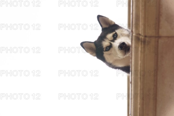 Siberian husky dog with blue eyes peeking nervously from behind a wall, looking directly at the camera in setenil de las bodegas cadiz, spain
