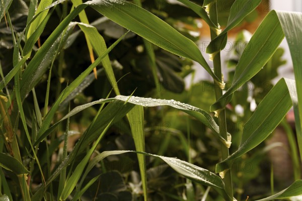 Green plant leaves with fresh water drops sparkling on their surface in a natural outdoor setting, showing growth in ronda, malaga, spain