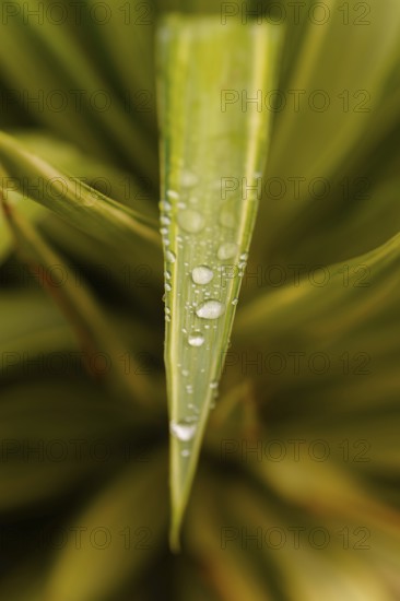 Green plant leaf covered in fresh water drops. Close-up view showing nature's beauty and cleanliness in ronda, malaga, spain