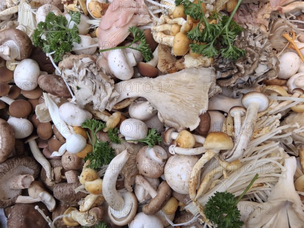 Edible fresh mushrooms at the weekly market market in Münster, North Rhine-Westphalia, Germany