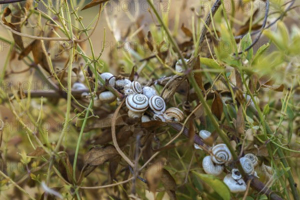 Ronda, malaga, spain Cluster of small snails with striped shells clinging to green and dried plant foliage in a natural outdoor setting
