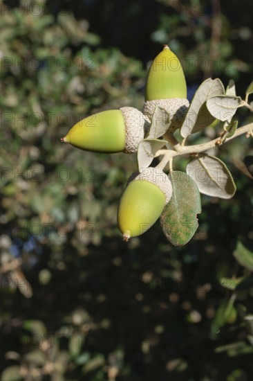Ronda, malaga, spain Green acorns developing on an oak tree branch, symbolizing growth, potential, and the autumn season in nature