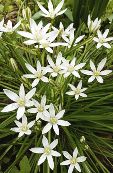 The natural beauty of the asparagus family. A close-up macro photo of Ornithogalum umbellatum flowers against a backdrop of green grass during the spring growing season, Zaporizhzhia, Ukraine