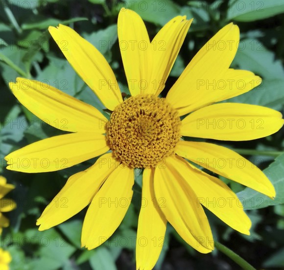 Geliopsis sunflower (Heliopsis helianthoides) on a green background. Macro photography of a flower in the garden outdoors, Zaporizhzhia, Ukraine