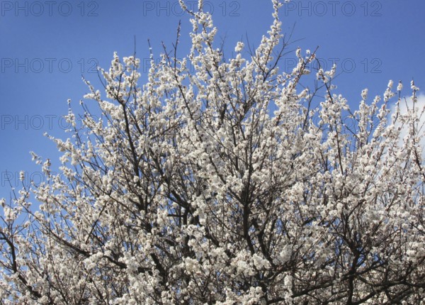 A blossoming apricot tree with dense branches covered in white flowers under a blue sky, symbolizing the extraordinary beauty of spring nature, Zaporizhzhia, Ukraine