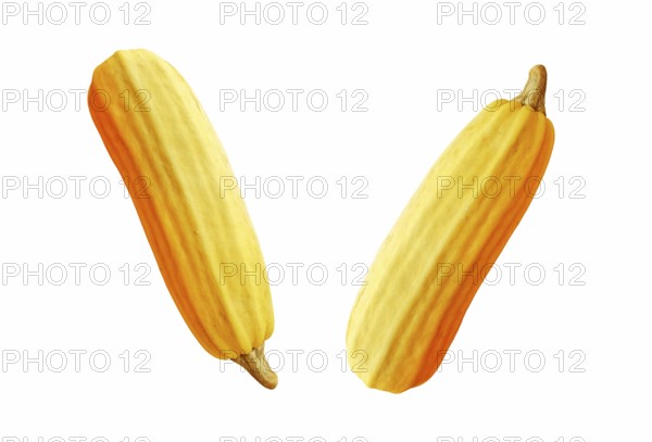 Golden ripe organic juicy zucchini, picked from the summer harvest