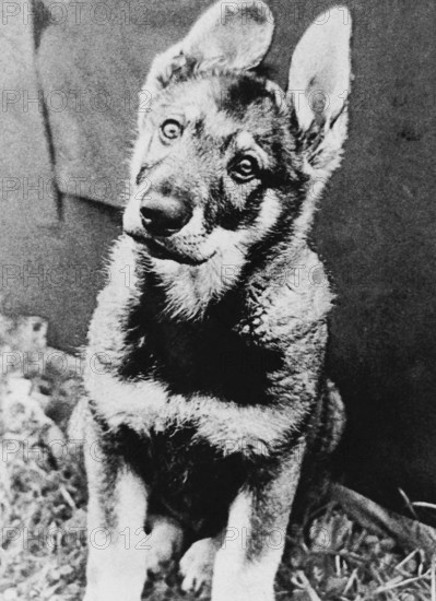 A vintage soviet photo of a domestic shepherd dog. The pet is sitting on its hind legs