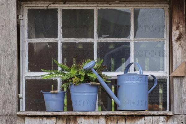 Blue watering can and fern on an old window sill in a rustic setting, North Rhine-Westphalia, Germany