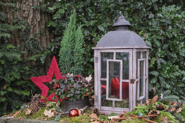 Christmas lantern with red apples and star surrounded by moss and pine branches in the forest, North Rhine-Westphalia, Germany