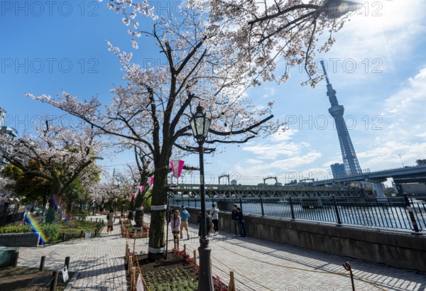 Sumida Park with blooming cherry trees, Japanese cherry blossoms, waterfront along the Sumida River, Tokyo Skytree TV Tower in the back, Asakusa, Tokyo, Japan