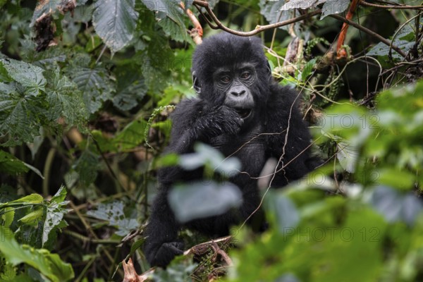 Young animal, mountain gorilla (Gorilla berengei berengei), Bwindi Impenetrable National Park, Uganda