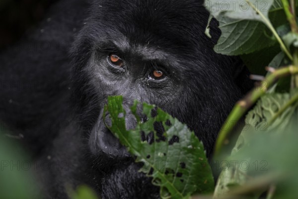 Animal portrait, mountain gorilla (Gorilla berengei berengei), Bwindi Impenetrable National Park, Uganda