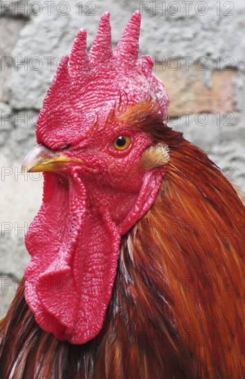 Lonely rooster expressive looks into the distance