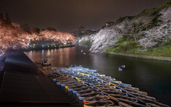 Rowing boats on Chidorigafuchi Canal, illuminated cherry trees blooming on the shore at night, Japanese cherry blossoms in spring, Hanami festival, Chidorigafuchi Green Way, Tokyo, Japan