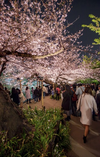 People walking under blooming illuminated cherry trees at night, Japanese cherry blossoms in spring, Hanami Festival, Chidorigafuchi Green Way, Tokyo, Japan