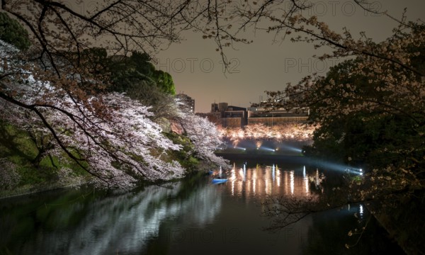 Chidorigafuchi Canal with rowboat in front of blooming illuminated cherry trees at night, castle moat, Japanese cherry blossom in spring, Hanami festival, Chidorigafuchi Green Way, Tokyo, Japan