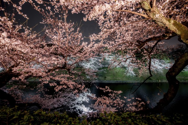 Chidorigafuchi Canal with blooming illuminated cherry trees at night, Japanese cherry blossoms in spring, Hanami Festival, Chidorigafuchi Green Way, Tokyo, Japan