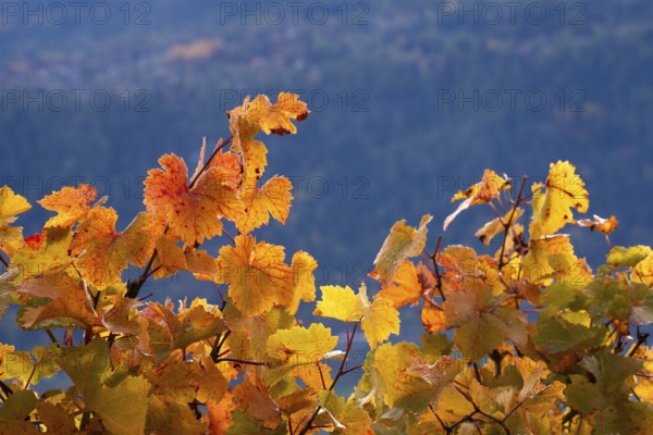 Vibrant vine leaves reddish and yellow. Background mountain. Rhone Valley, Switzerland