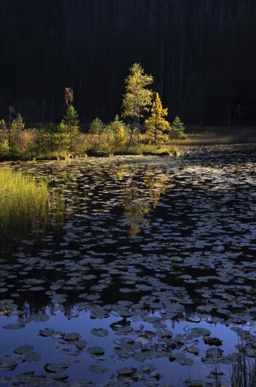 Huzenbachersee, Karsee in the light of the evening sun, Black Forest National Park, Baden-Württemberg, Germany