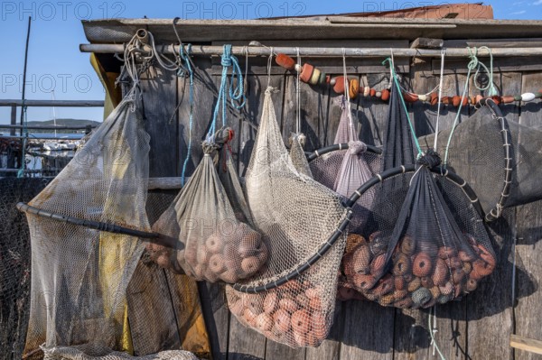 Close-up of various fishing nets and fish traps with red floats and shackles suspended for drying on a rough wooden wall of a fisherman's house in the port of La Pointe Courte in Sete, Herault department, Occitanie region, France