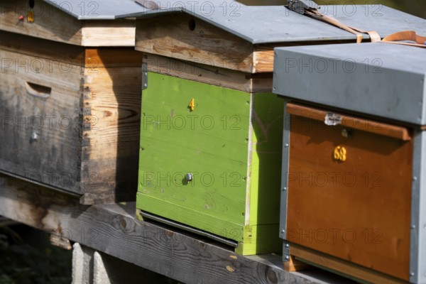 Apiary, bee houses in a row lined up. Beekeeping insects in housing. Producing honey in colourful beehives. Valais, Switzerland