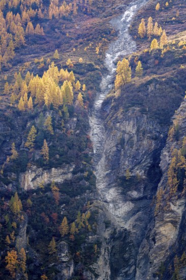 Yellow trees shine in autumn colours above an abysm. Steep slope is a large rock formation. Rhone valley, Alps, Switzerland