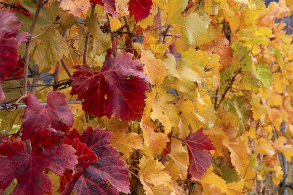 Vine leaves, red and yellow. Autumn colours in the Rhone Valley. Colourful yellow orange image. Valais, Switzerland