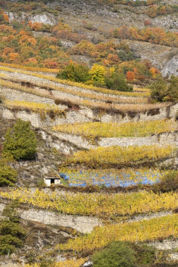 Terraced grape vineyards, steps up the hill in autumn colours in the Rhone Valley. Colourful yellow orange image. Valais, Switzerland