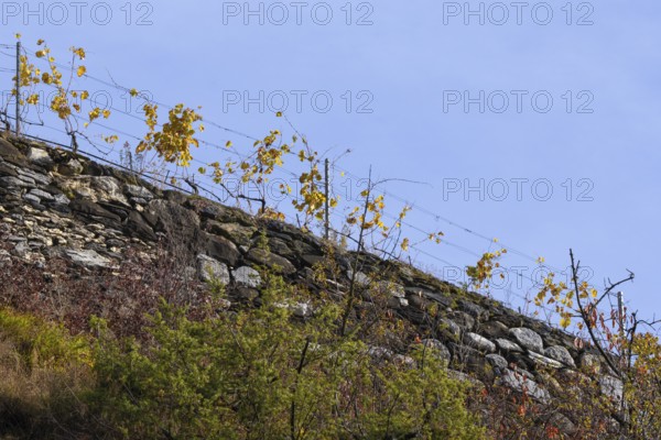 Vine hangs on wire on top of a handmade stone wall. Background is blue sky. Autumn colours in the Rhone Valley. Colourful yellow orange image. Valais, Switzerland