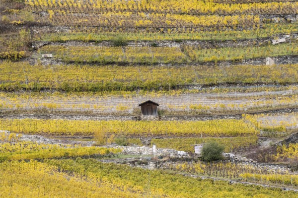 Terraced grape vineyards in autumn colours in the Rhone Valley. Little brown hut stands in the filed. Colourful yellow orange image. Valais, Switzerland