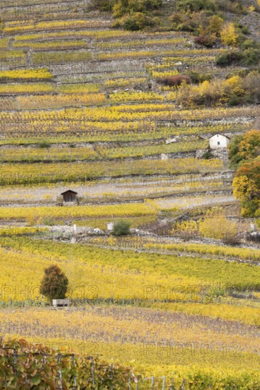 Terraced grape vineyards in autumn colours in the Rhone Valley. Colourful yellow orange image. Valais, Switzerland