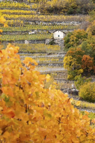 Terraced grape vineyards in autumn colours in the Rhone Valley. Little brown hut stands in the filed. Colourful yellow orange image. Valais, Switzerland