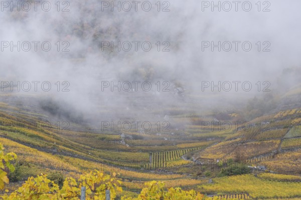 Terraced grape vineyards in autumn colours, clouds floating above the vine fields. Colourful yellow orange image. Rhone Valley, Valais, Switzerland
