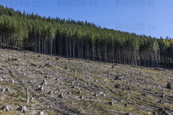Schlägertes Forest area, Präbichl, Styria, Austria