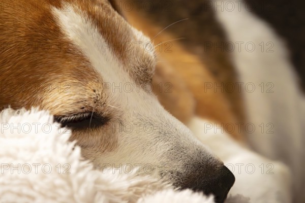 A serene close-up of a beagle resting on a fur blanket, bathed in dreamy lighting, Graz, Austria