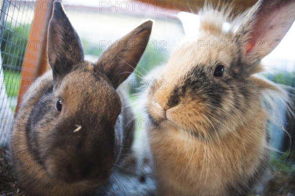 Two rabbits sit together, enclosed in a space, Graz, Austria