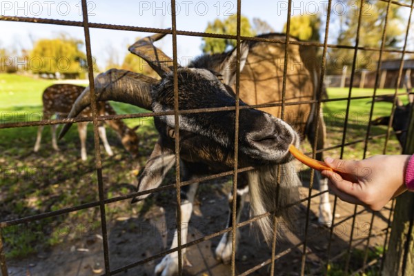 Goat being fed a carrot by hand through a fence at a petting zoo, Preding, Austria