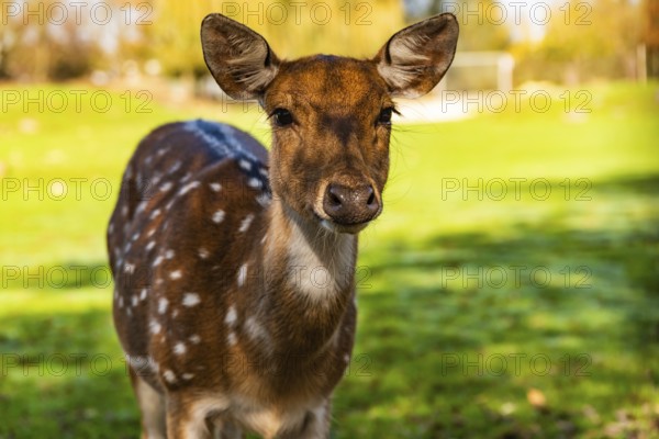 Close-up portrait of a deer in a sunny meadow, highlighting its fur, Preding, Austria