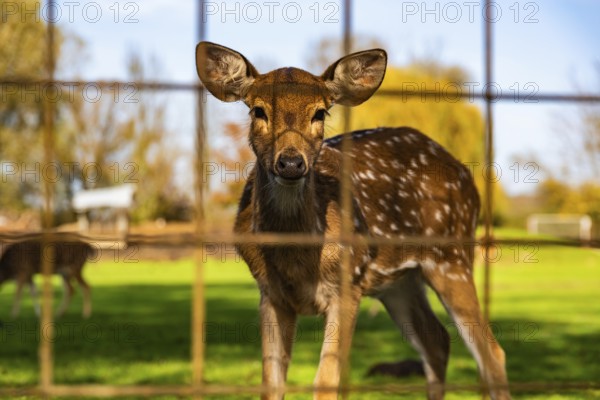 Young deer curiously looking through a fence in a natural setting, Preding, Austria