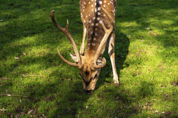 Deer with antlers grazing peacefully on a lush green meadow, Preding, Austria