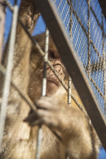 A monkey gripping the bars of a cage, partially obscured by the enclosure, Preding, Austria