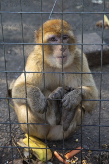 Monkey sitting pensively behind a wire mesh cage at a zoo, Preding, Austria