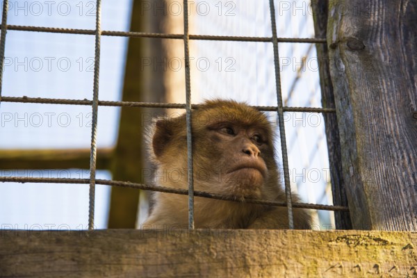 A monkey inside a cage, looking pensive while peering through the bars, Preding, Austria
