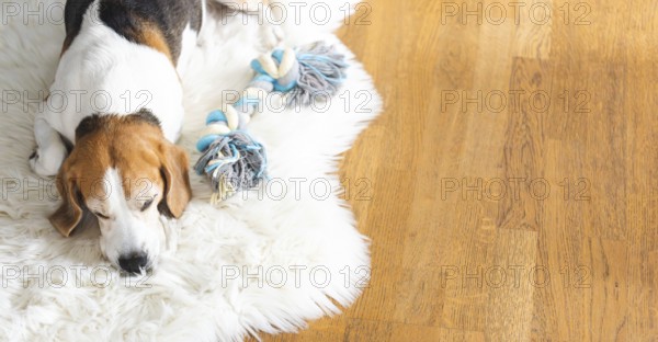 A beagle sleeps on a white fur rug, set against a wooden floor, radiating warmth, Graz, Austria