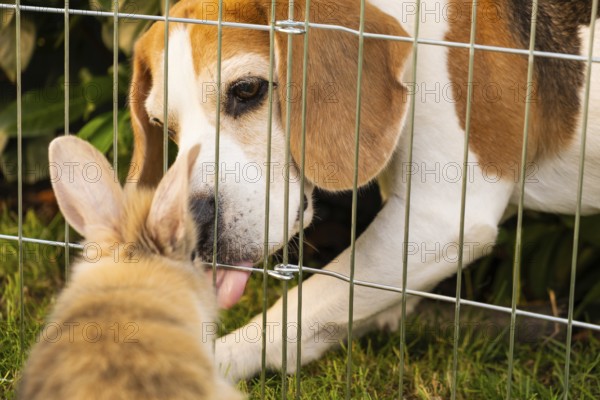 A beagle and a rabbit interact through a fence, creating a moment of curiosity, Graz, Austria