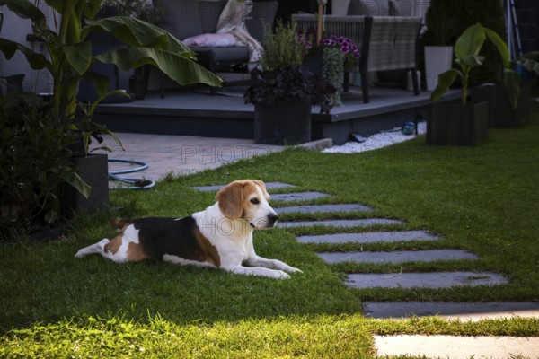 A beagle relaxes on a garden lawn amidst plants, enjoying a sunny day outdoors, Graz, Austria