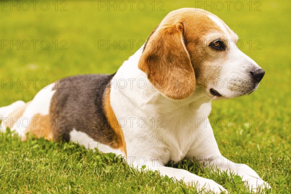 A beagle lies on a green lawn, appearing relaxed and attentive in an outdoor setting, Graz, Austria