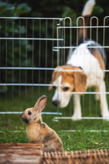 Beagle dog watching Bunnies through the fence, Pet background concept