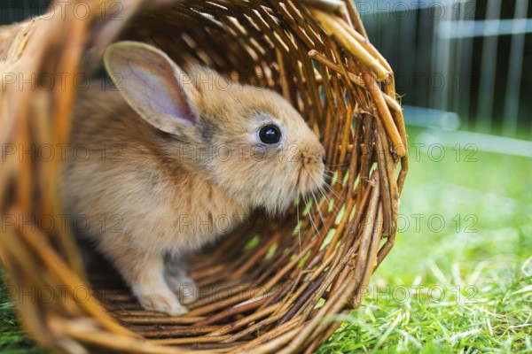 A cute bunny peeks out from a wicker tunnel on the grass, exuding curiosity, Graz, Austria