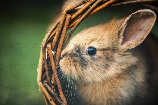 Cute pet bunny fluffy rabbit, Adorable rabbit on green garden nature background